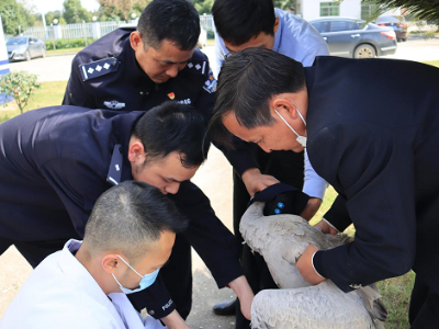 鄱阳湖区多方联动勤务机制救助受伤幼鹤