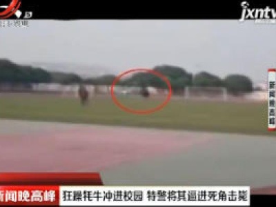 四川：狂躁牦牛冲进校园 特警将其逼进死角击毙