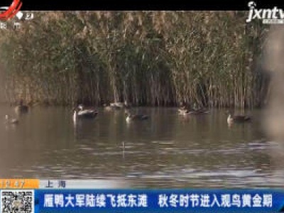 上海：雁鸭大军陆续飞抵东滩 秋冬时节进入观鸟黄金期