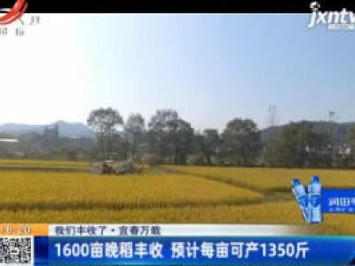 【我们丰收了】宜春万载：1600亩晚稻丰收 预计每亩可产1350斤