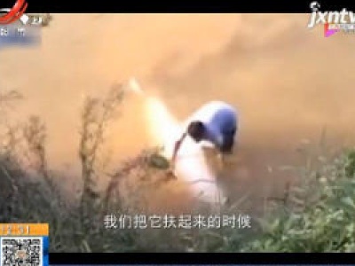 【新闻热搜】广东惠州：中华白海豚迷路误入东江后死亡