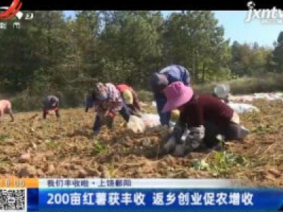 【我们丰收啦】上饶鄱阳：200亩红薯获丰收 返乡创业促农增收