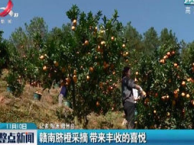 赣州：赣南脐橙采摘 带来丰收的喜悦