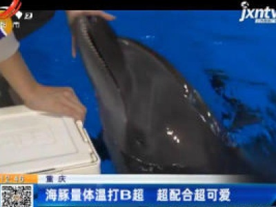 重庆：海豚量体温打B超 超配合超可爱