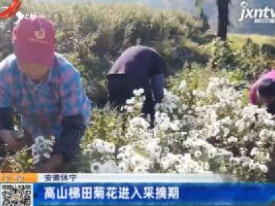 安徽休宁：高山梯田菊花进入采摘期