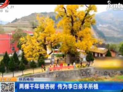 陕西略阳：两棵千年银杏树 传为李白亲手所植