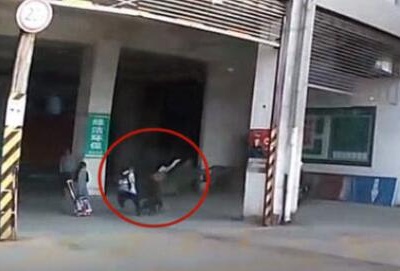 触目惊心！九江濂溪区一男童被恶犬撕咬不放 