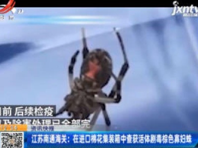 江苏南通海关：在进口棉花集装箱中查获活体剧毒棕色寡妇蛛