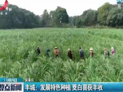 丰城：发展特色种植 茭白喜获丰收
