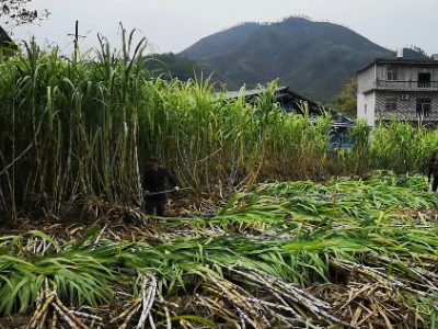 江西上饶：甘蔗林带动村民增收致富