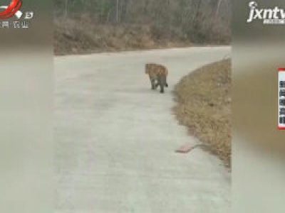 吉林：东北虎胆挺大 下山就把警车拦