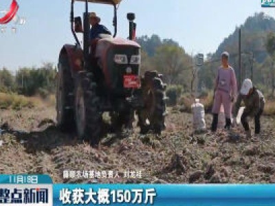 永丰：红薯丰收季 采挖加工忙