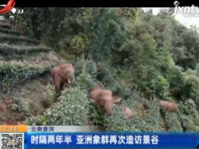 云南普洱：时隔两年半 亚洲象群再次造访景谷