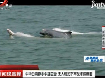 广西：中华白海豚水中跳芭蕾 无人机拍下罕见求偶画面