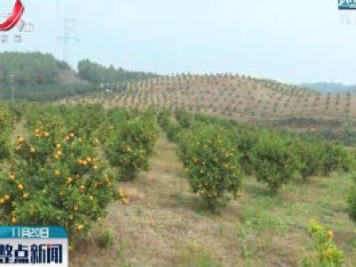 【中国的脱贫智慧】江西上高县：残次林变经济林 脱贫致富惠村民