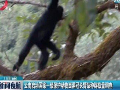云南启动国家一级保护动物西黑冠长臂猿种群数量调查