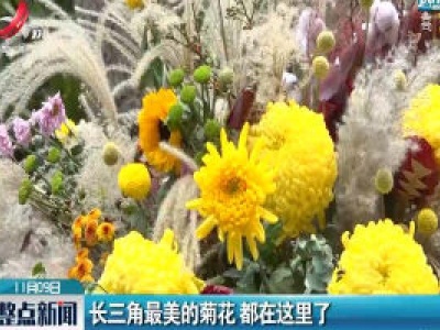 杭州：长三角最美的菊花 都在这里了