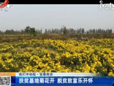 【中国的脱贫智慧】我们丰收啦·宜春高安：扶贫基地菊花开 脱贫致富乐开怀