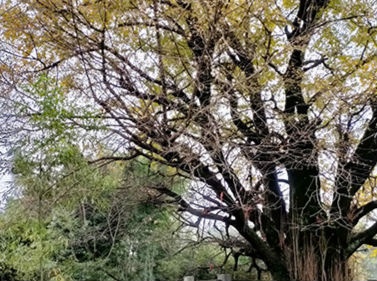九江濂溪区建造古树公园 保护古银杏留住记忆乡愁