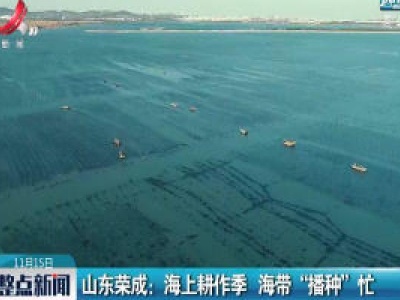 山东荣成：海上耕作季 海带“播种”忙 