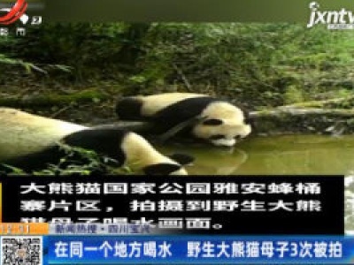 【新闻热搜】四川宝兴：在同一个地方喝水 野生大熊猫母子3次被拍