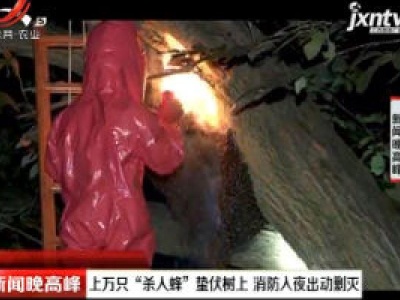 广西南宁：上万只“杀人蜂” 蛰伏树上 消防入夜出动剿灭