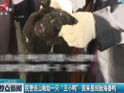 呼伦贝尔：民警巡山救助一只“丑小鸭” 原来是斑脸海番鸭