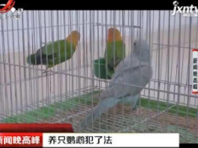 浙江：养只鹦鹉犯了法
