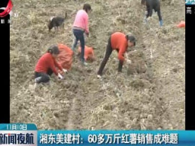 湘东美建村：60多万斤红薯销售成难题