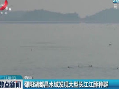 鄱阳湖都昌水域发现大型长江江豚种群