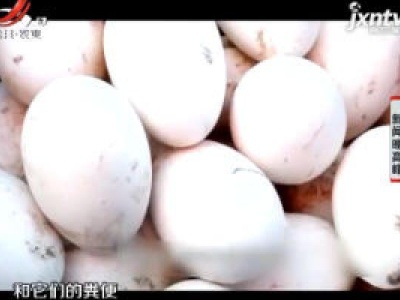 广东：警惕沙门氏菌病 不熟的鸡蛋你还敢吃吗