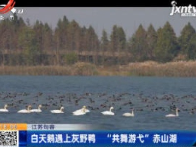 江苏句容：白天鹅遇上灰野鸭 “共舞游弋”赤山湖