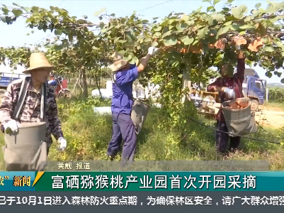 富硒猕猴桃产业园首次开园采摘