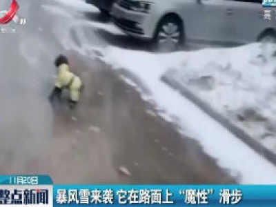 哈尔滨：暴风雪来袭 它在路面上“魔性”滑步