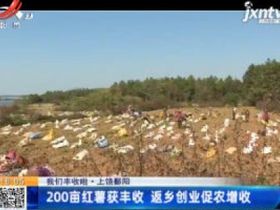 【中国的脱贫智慧】我们丰收啦·上饶鄱阳：200亩红薯获丰收 返乡创业促农增收