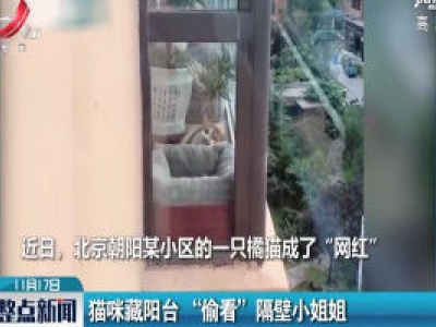 北京：猫咪藏阳台 “偷看 ”隔壁小姐姐
