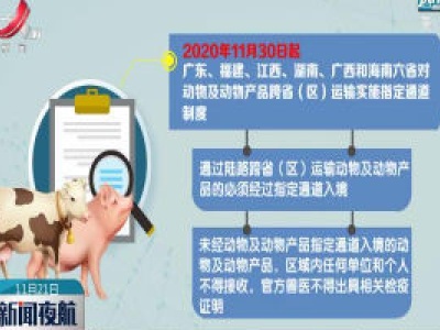 11月30日起中南六省全面禁止外地生猪调入