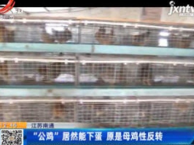 江苏南通：“公鸡”居然能下蛋 原是母鸡性反转
