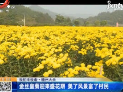 【我们丰收啦】赣州大余：金丝皇菊迎来盛花期 美了风景富了村民