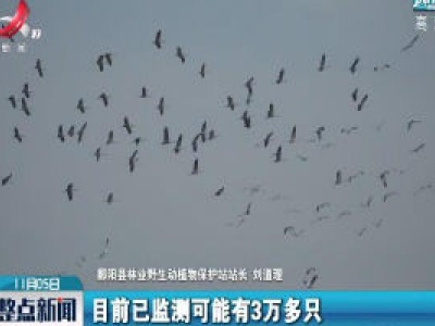 鄱阳县：鄱阳湖湿地迎来越冬候鸟迁徙高峰