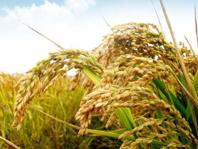 江西坚决防止耕地“非粮化” 力保完成全年431.4亿斤“国家粮”任务