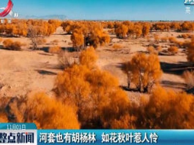 内蒙古：河套也有胡杨林 如花秋叶惹人怜