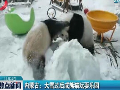 内蒙古：大雪过后成熊猫玩耍乐园