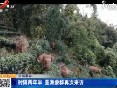 云南景谷：时隔两年半 亚洲象群再次来访