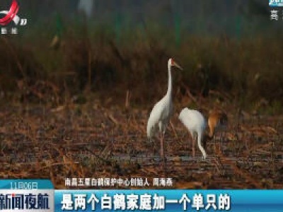南昌：省鸟白鹤提前扎堆国内首个民间保护小区
