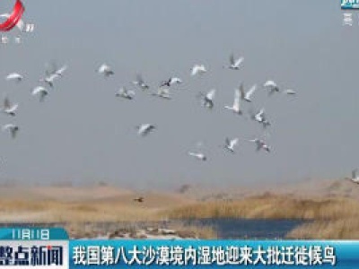内蒙古：我国第八大沙漠境内湿地迎来大批迁徙候鸟