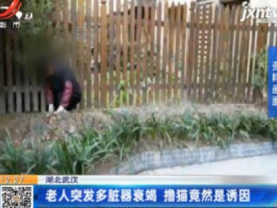 湖北武汉：老人突发多脏器衰竭 撸猫竟然是诱因