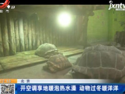 北京：开空调享地暖泡热水澡 动物过冬暖洋洋