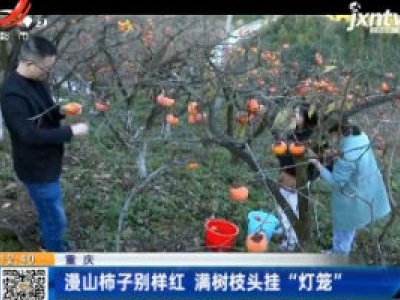重庆：漫山柿子别样红 满树枝头挂“灯笼”