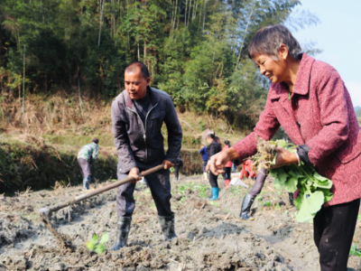 修水：抢抓农时赶种油菜